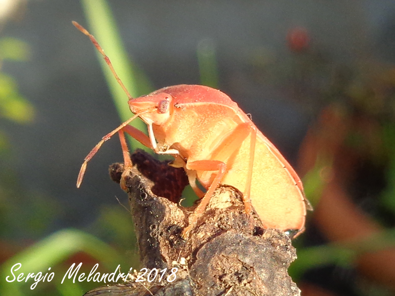 Nezara viridula  variante rossa:   Nezara viridula 